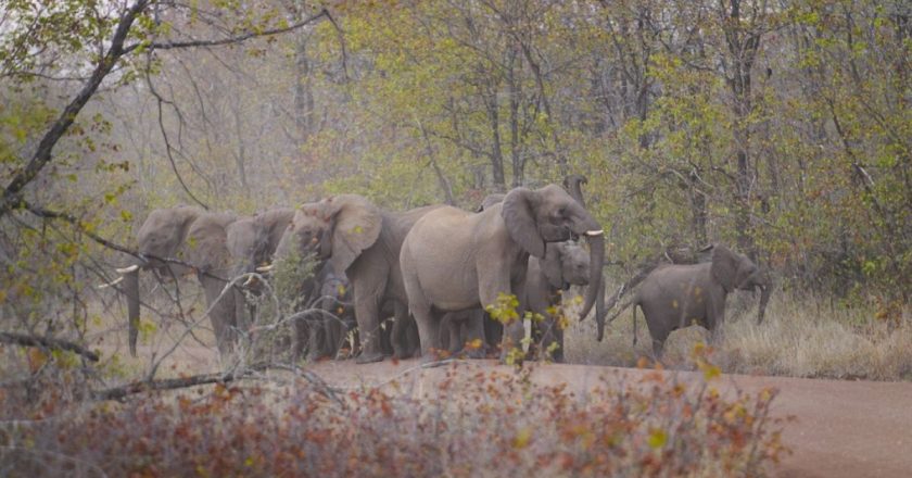 Gıda güvensizliğinin yaşandığı Zimbabwe'de yemek için 200 fil öldürülecek.