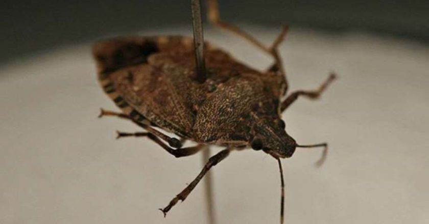 Erdal Avcı, kahverengi kokarcaya karşı proje geliştirmek için artık çok geç olduğunu söyledi – Son Dakika Tarım Haberleri