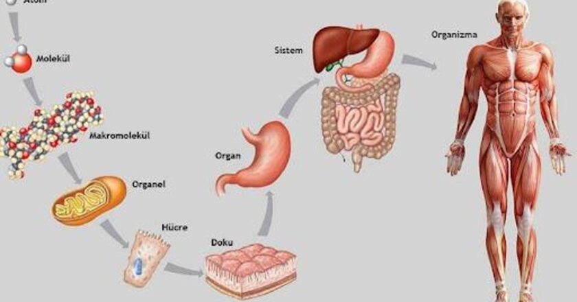 Organın Dokudan Farkı Nedir? Organ İle Doku Farkları Nelerdir?