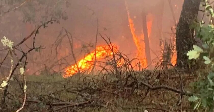 Karabük’te orman yangını… Örtü yangını ormana sıçradı! – Son Dakika Türkiye Haberleri
