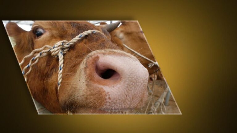 Ankara’dan sonra Bolu! Deli dana hastalığı paniği… Deli dana hastalığı nedir, nasıl bulaşır? Deli dana hastalğının belirtileri nelerdir, insandan insana bulaşır mı?