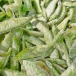 Retina sağlığının en etkili koruyucusu: Takviyelere veda edin!