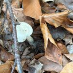 Doğadan toplanan 10 binden fazla tür: Organ yetmezliğine neden oluyor!