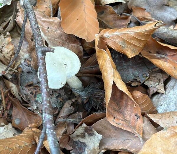 Doğadan toplanan 10 binden fazla tür: Organ yetmezliğine neden oluyor!