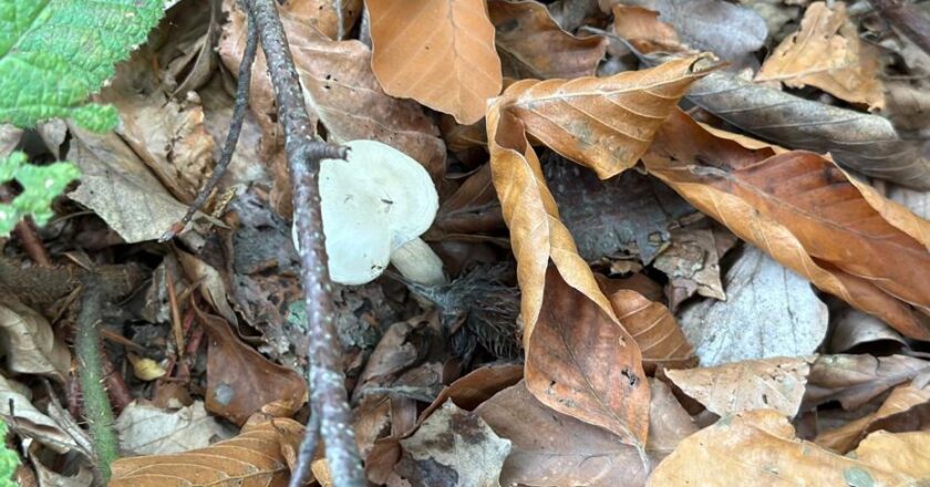 Doğadan toplanan 10 binden fazla tür: Organ yetmezliğine neden oluyor!